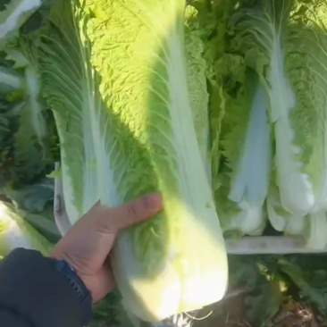 湖北精品青麻叶菜大量供应