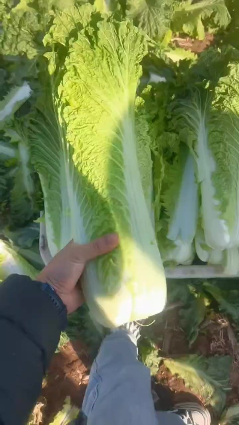 湖北精品青麻叶菜大量供应