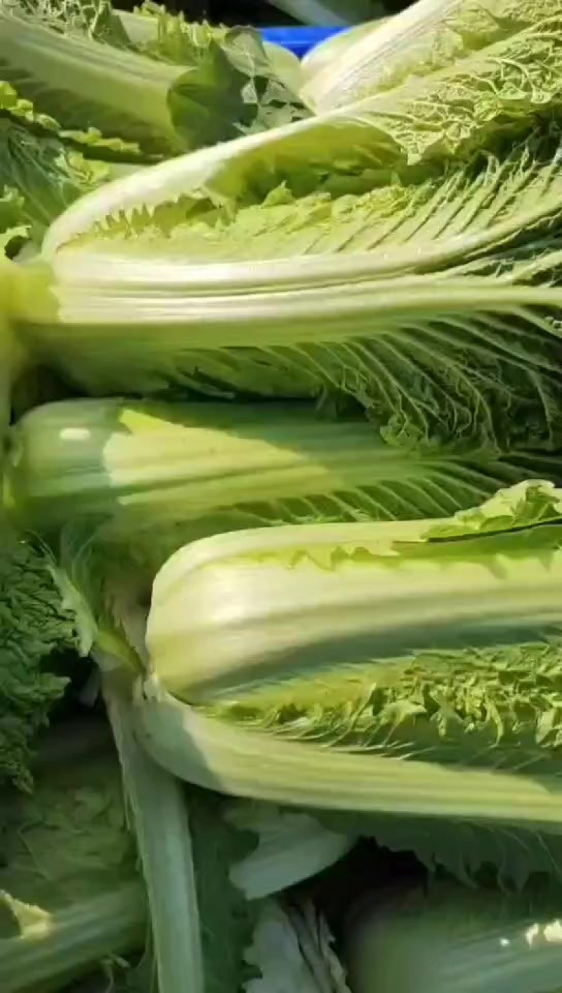 湖北精品青麻叶菜大量供应