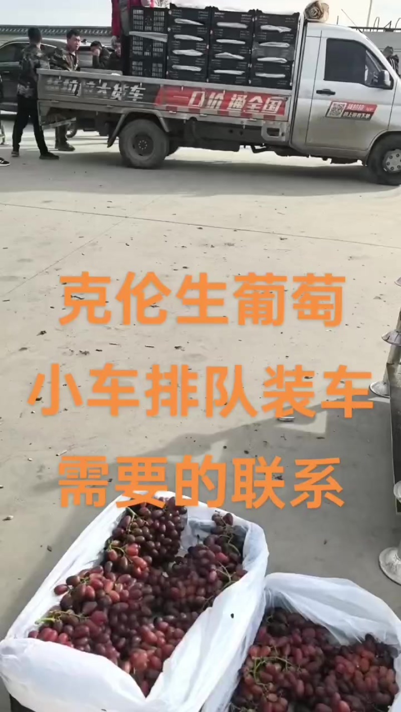 克伦生葡萄，批发，超市，零卖。市场。欢迎老板联系