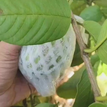 番石榴