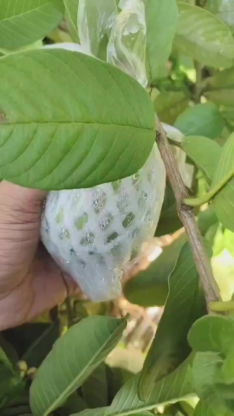 番石榴