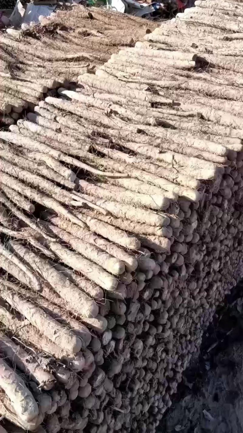 山药