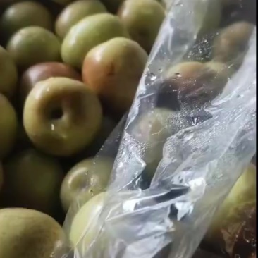 沾化冬枣
