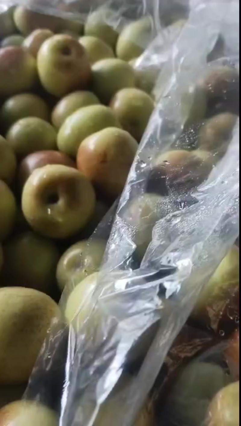 沾化冬枣