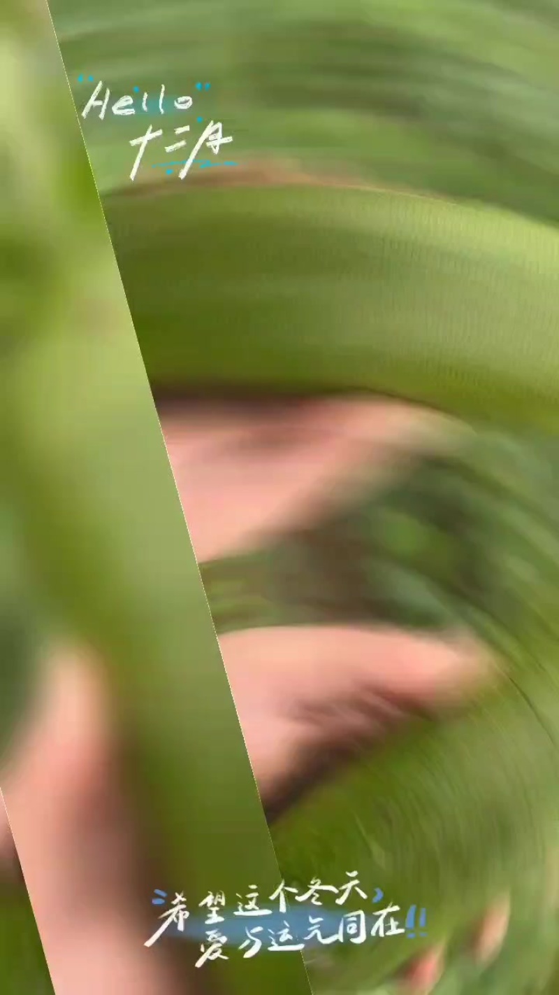 金星沙窝萝卜