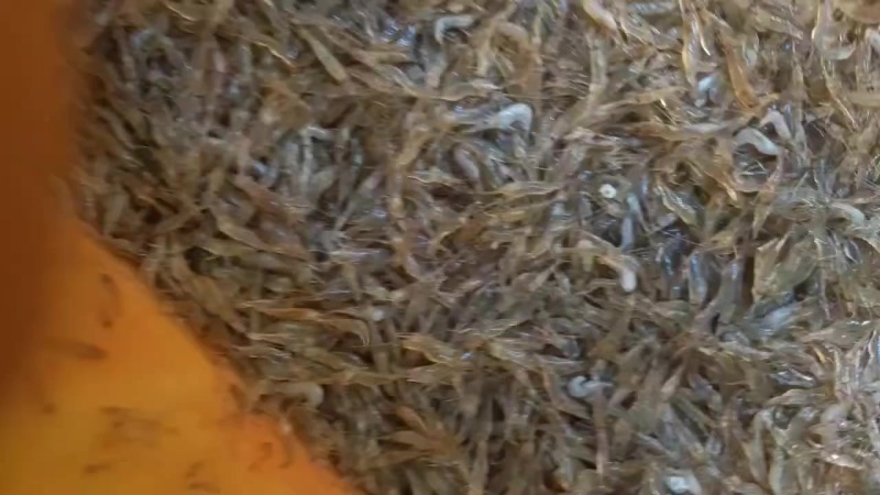 纯野生的河虾，非常漂亮，抢手货，手慢就拍大腿