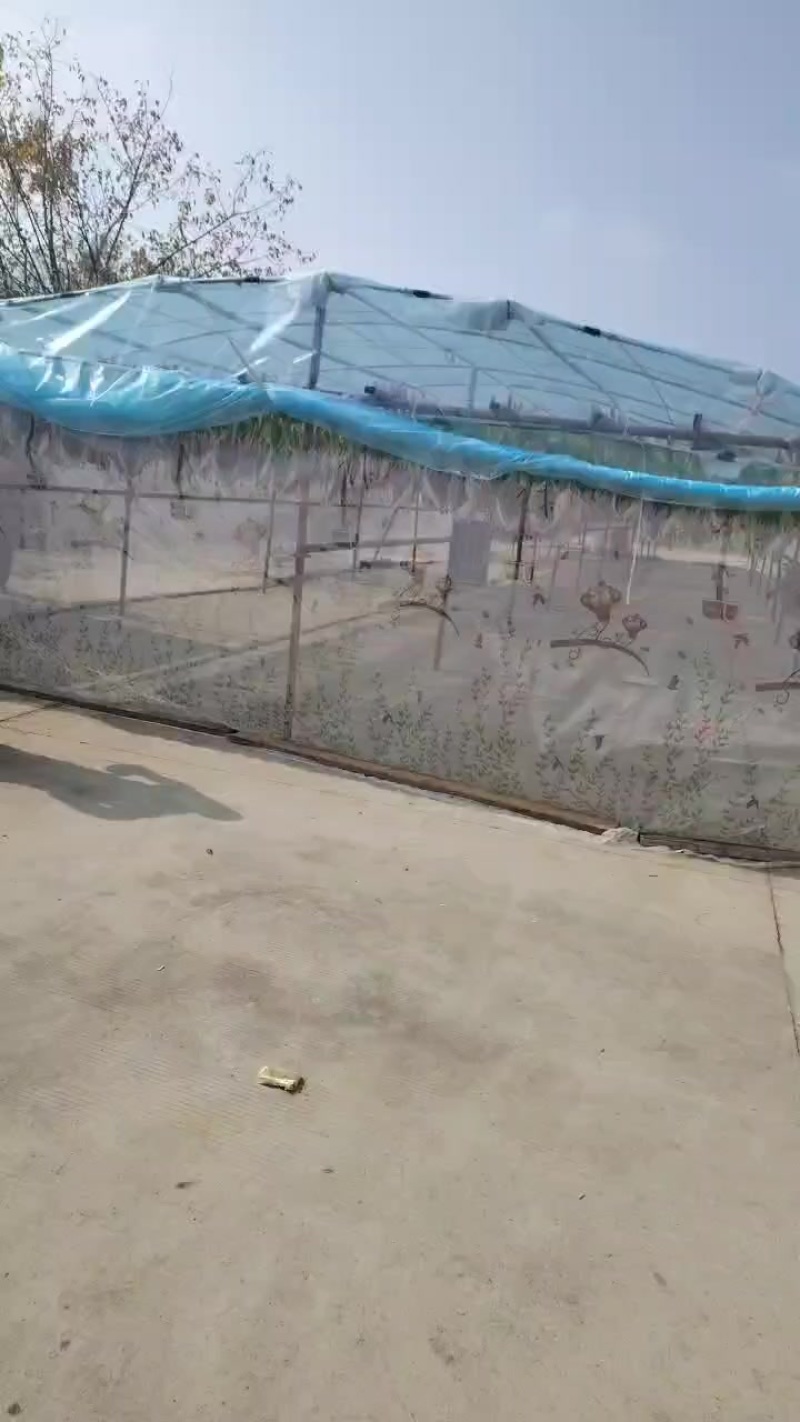风干鸭风干鹅，皖北特产咸鸭咸鹅三只鸭一只鹅模式干货55一套