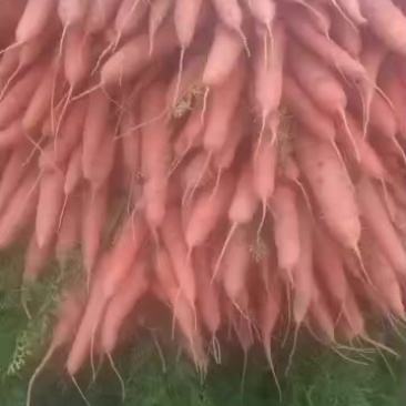 主打红萝卜