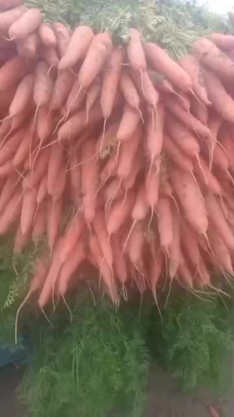 主打红萝卜