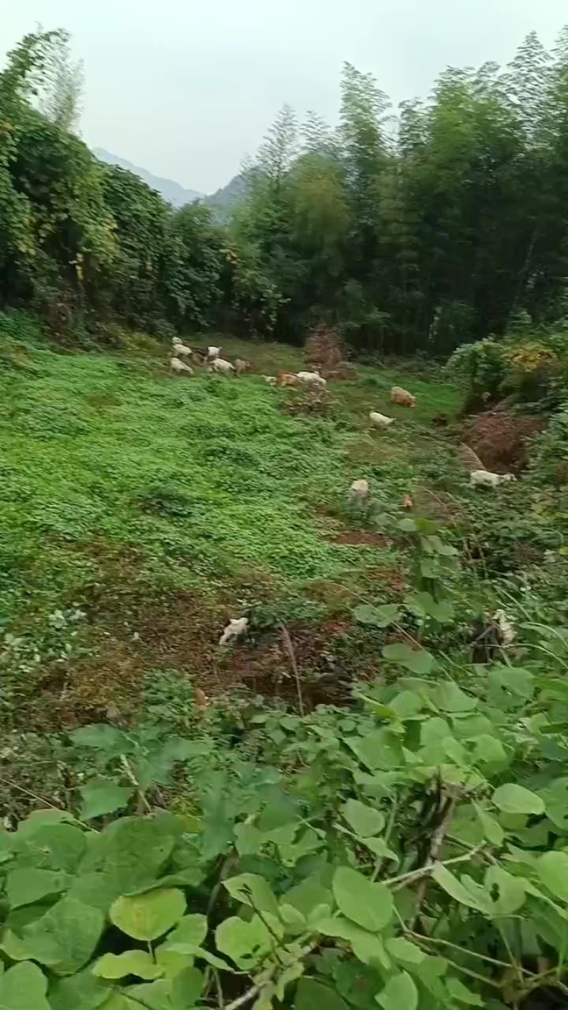 本地纯放养山羊托运物流专车一只也可以全国发货
