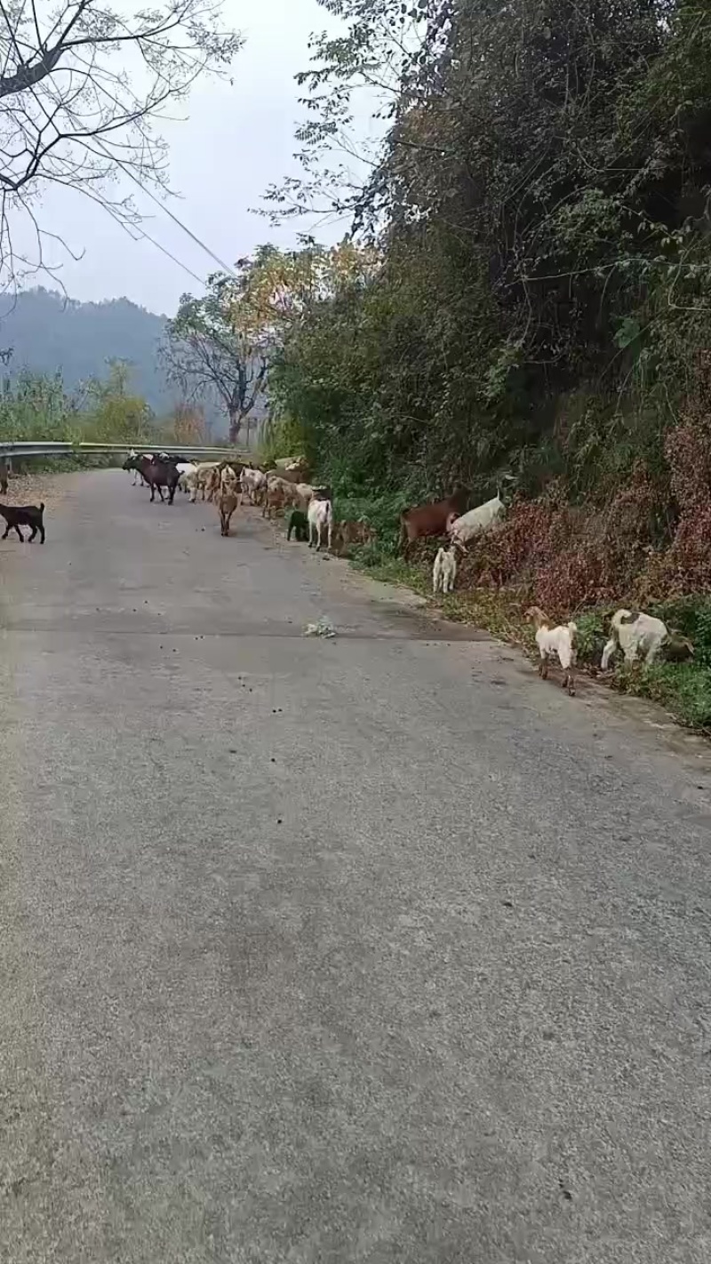 本地纯放养山羊托运物流专车一只也可以全国发货