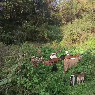 本地纯放养山羊托运物流专车一只也可以全国发货