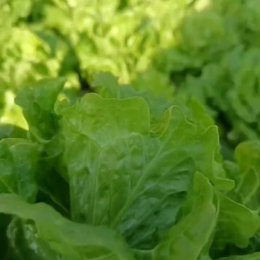 生菜