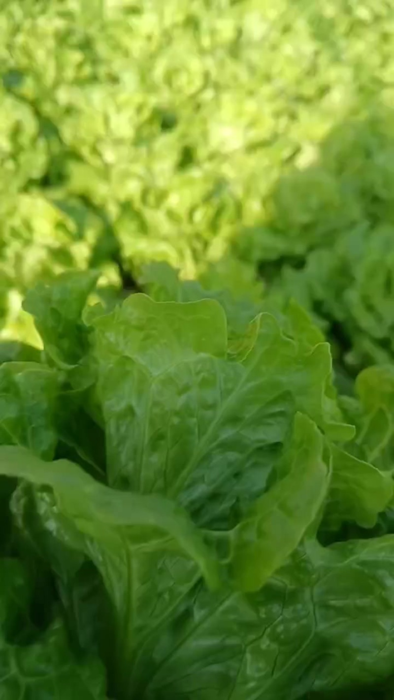 生菜