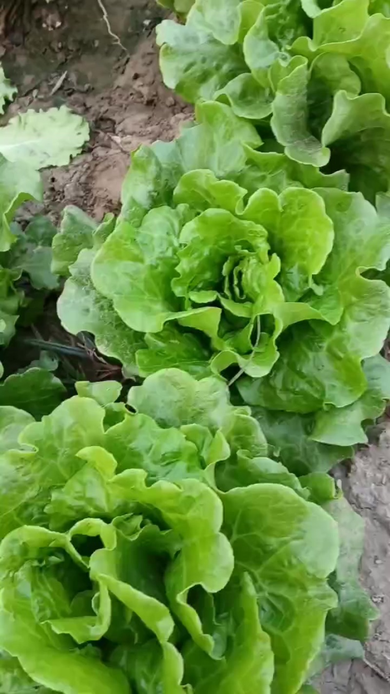 生菜