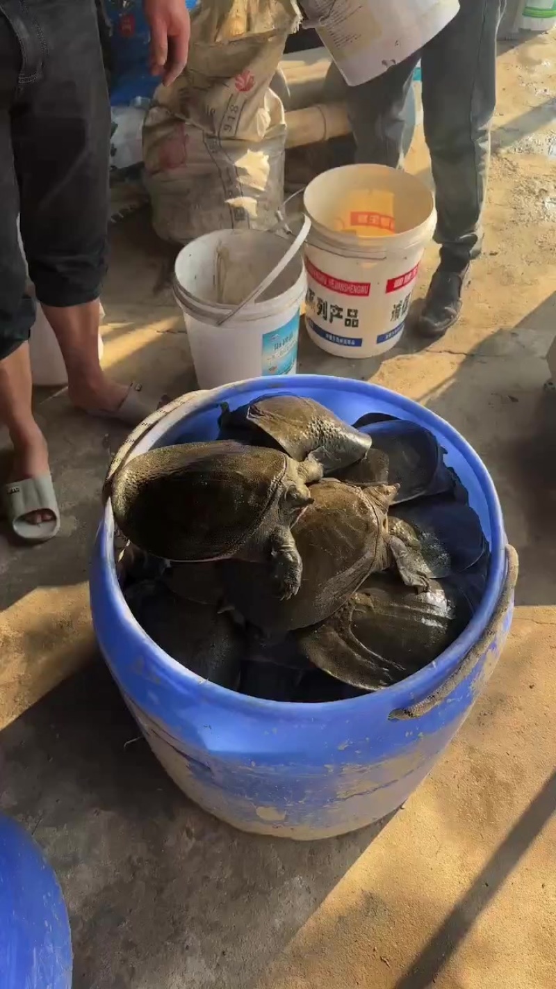 生态老甲鱼品质上乘欢迎来电洽谈合作也可以视频看货详谈