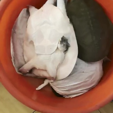 生态老甲鱼品质上乘欢迎来电洽谈合作也可以视频看货详谈