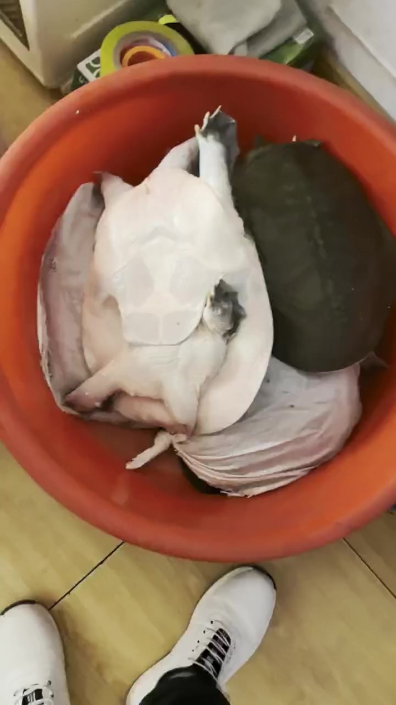 生态老甲鱼品质上乘欢迎来电洽谈合作也可以视频看货详谈