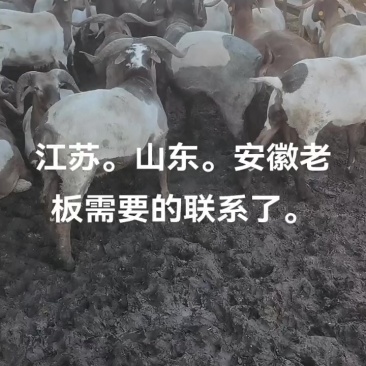 假山羊
