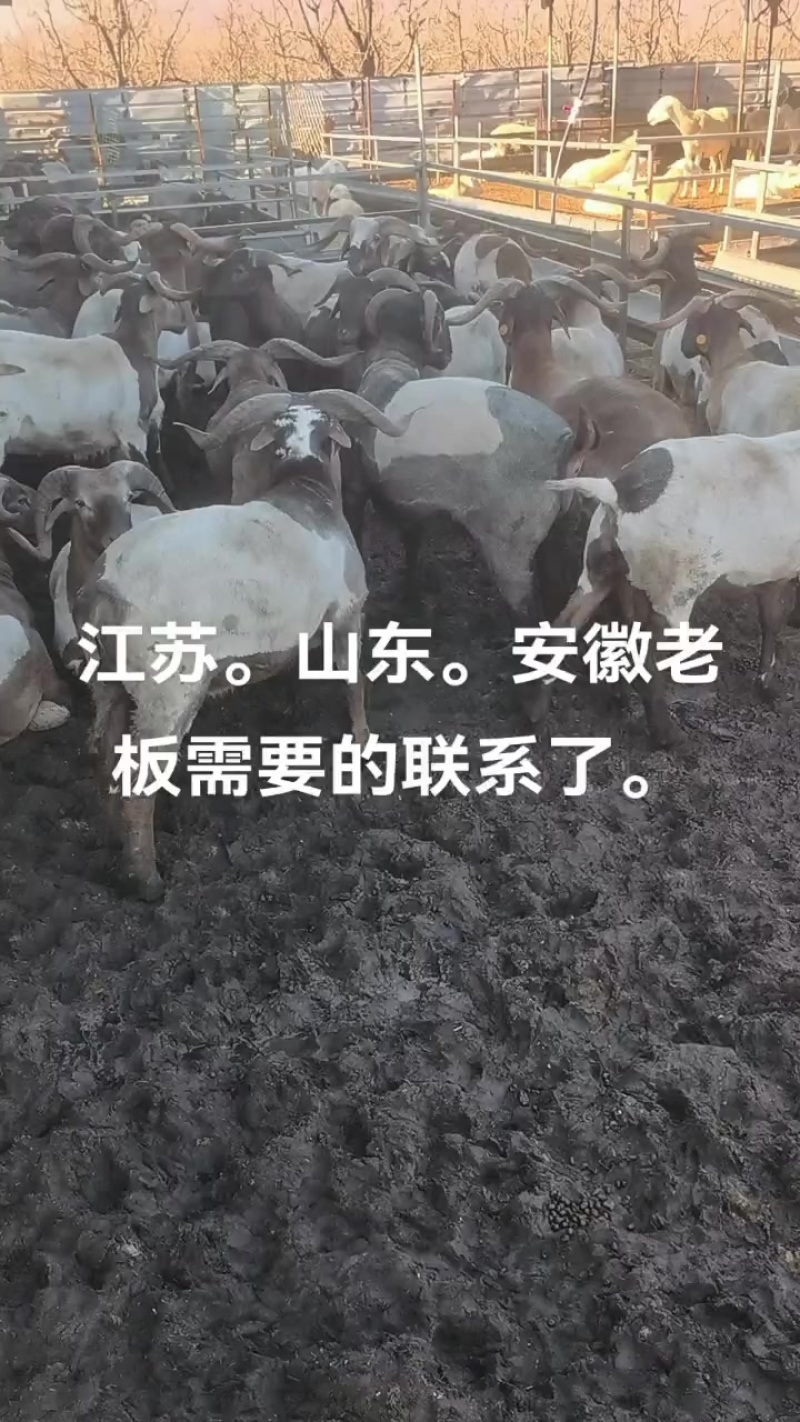 假山羊