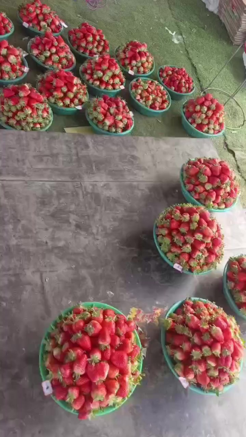 甜宝草莓头茬下来了