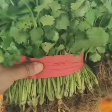 香菜