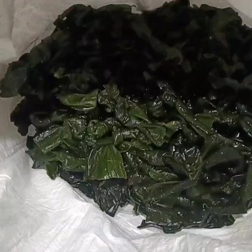 盐渍海带结