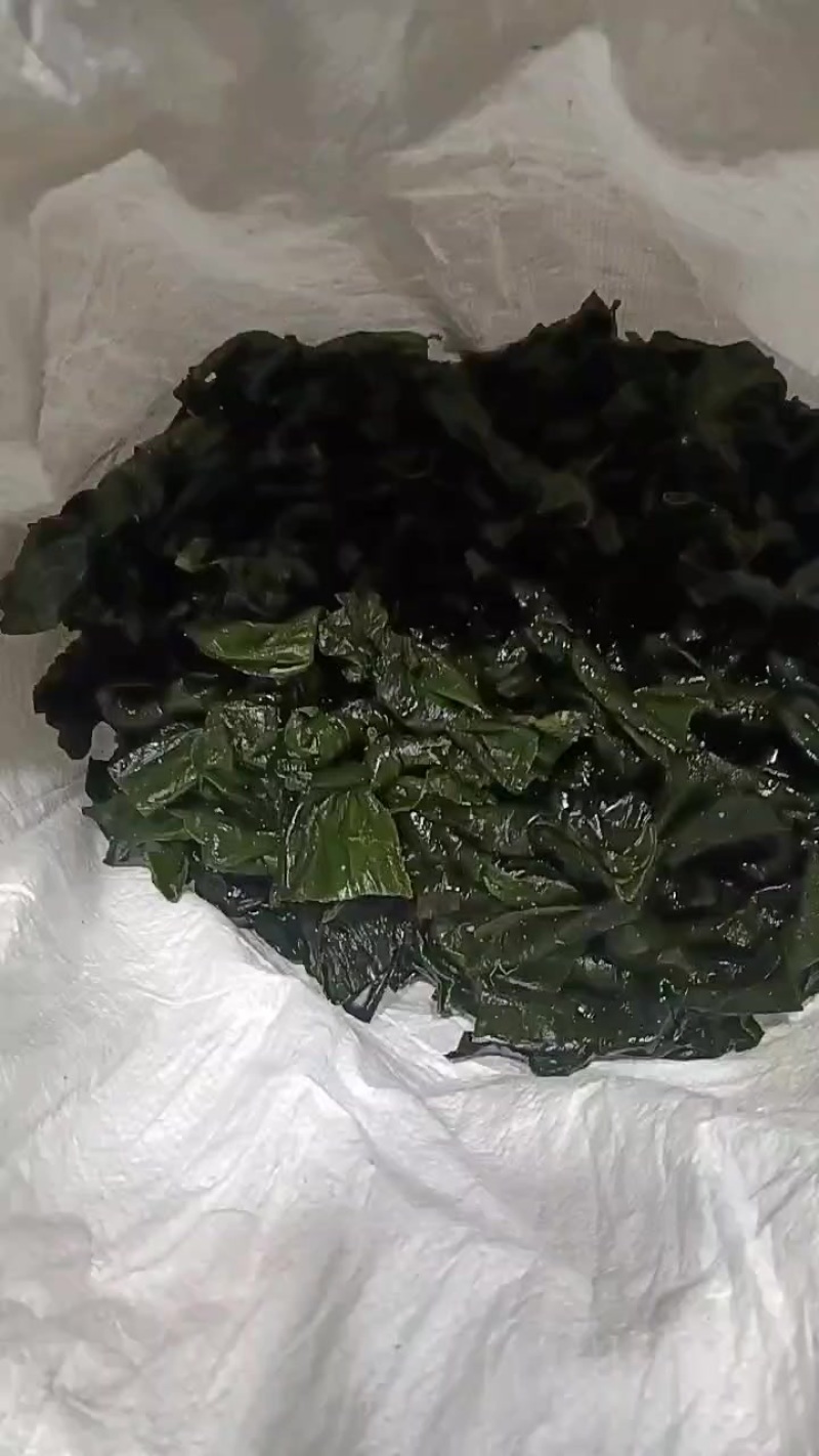 盐渍海带结