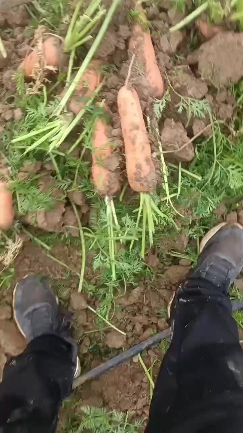 货好量大