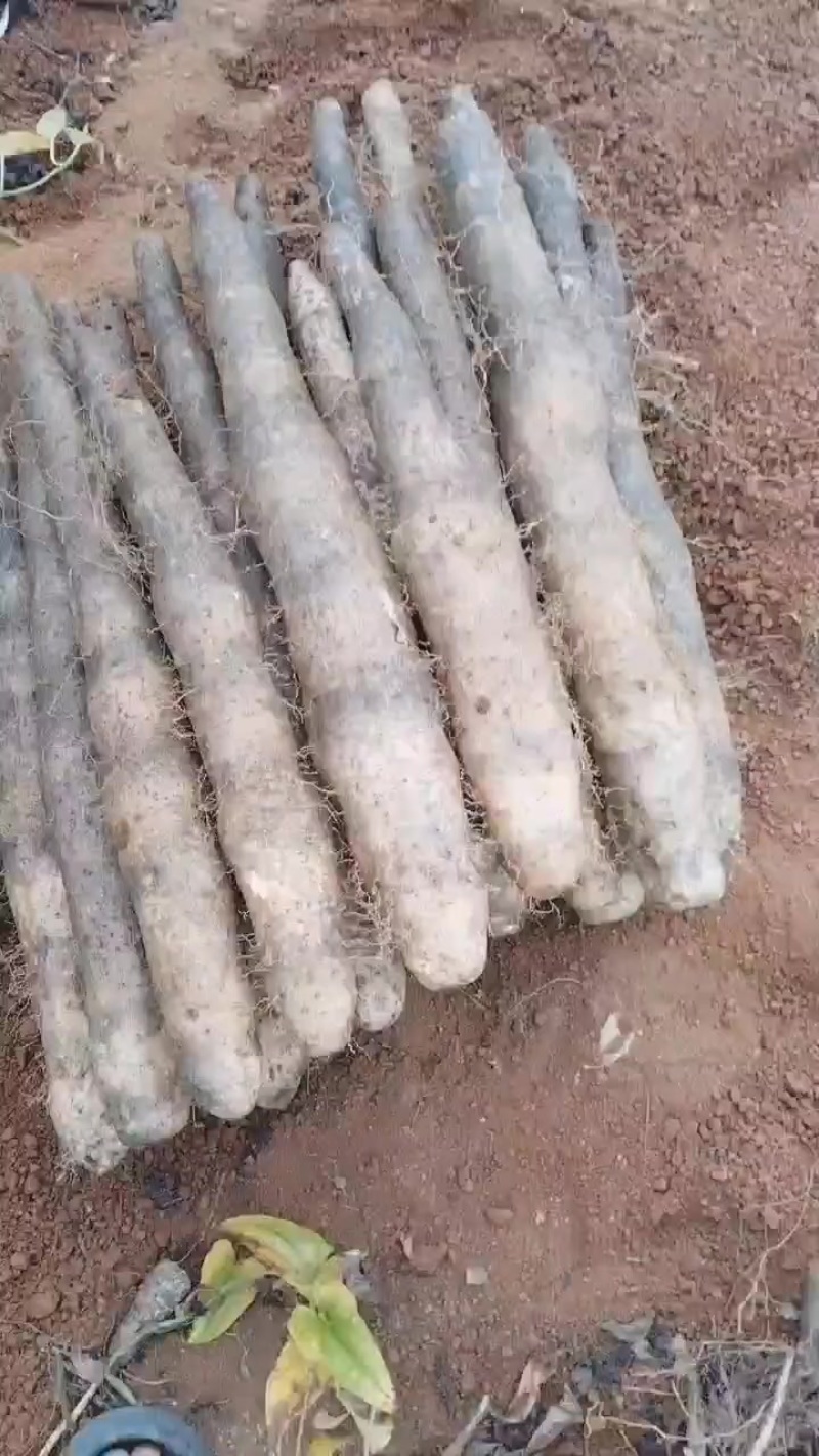 产地直发价钱优惠