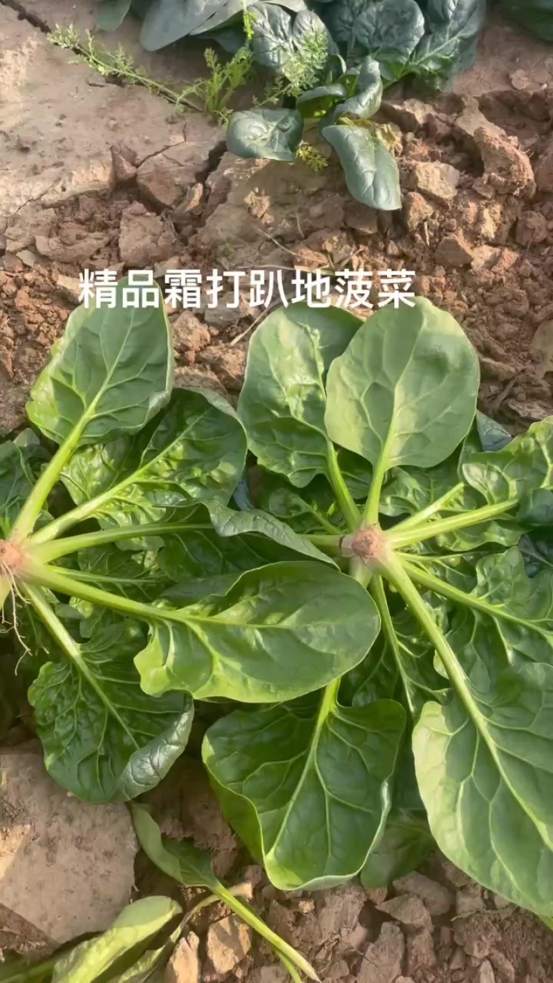 趴地菠菜