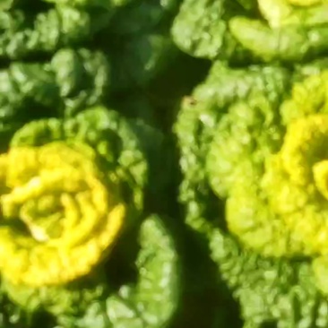 大量现货