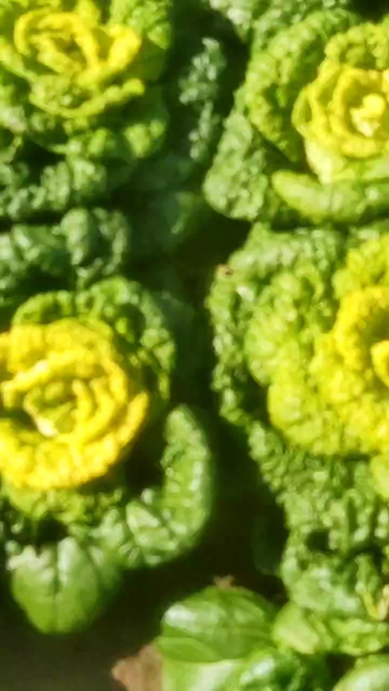 大量现货