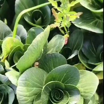 上海青精品矮脚青