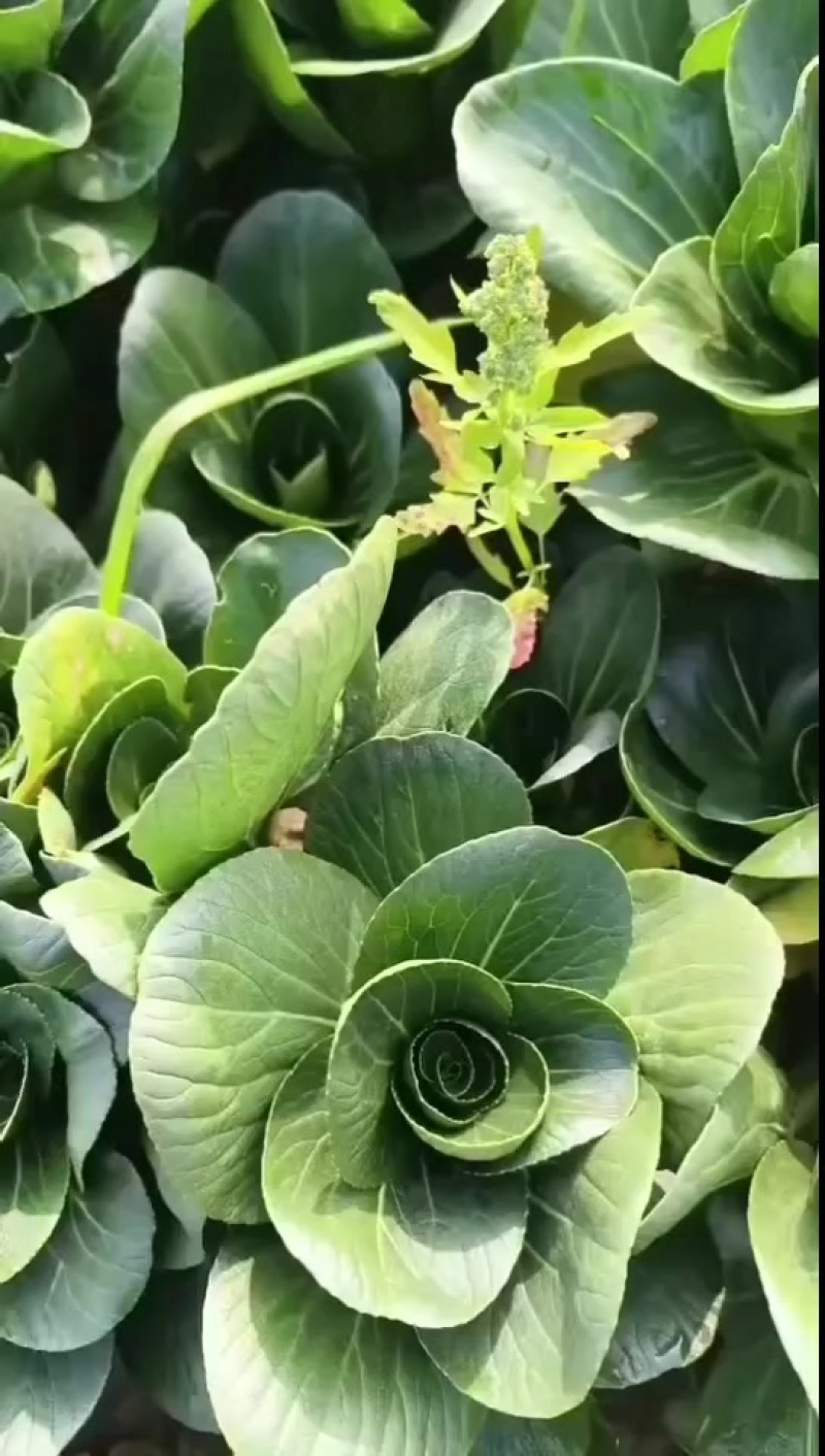 上海青精品矮脚青