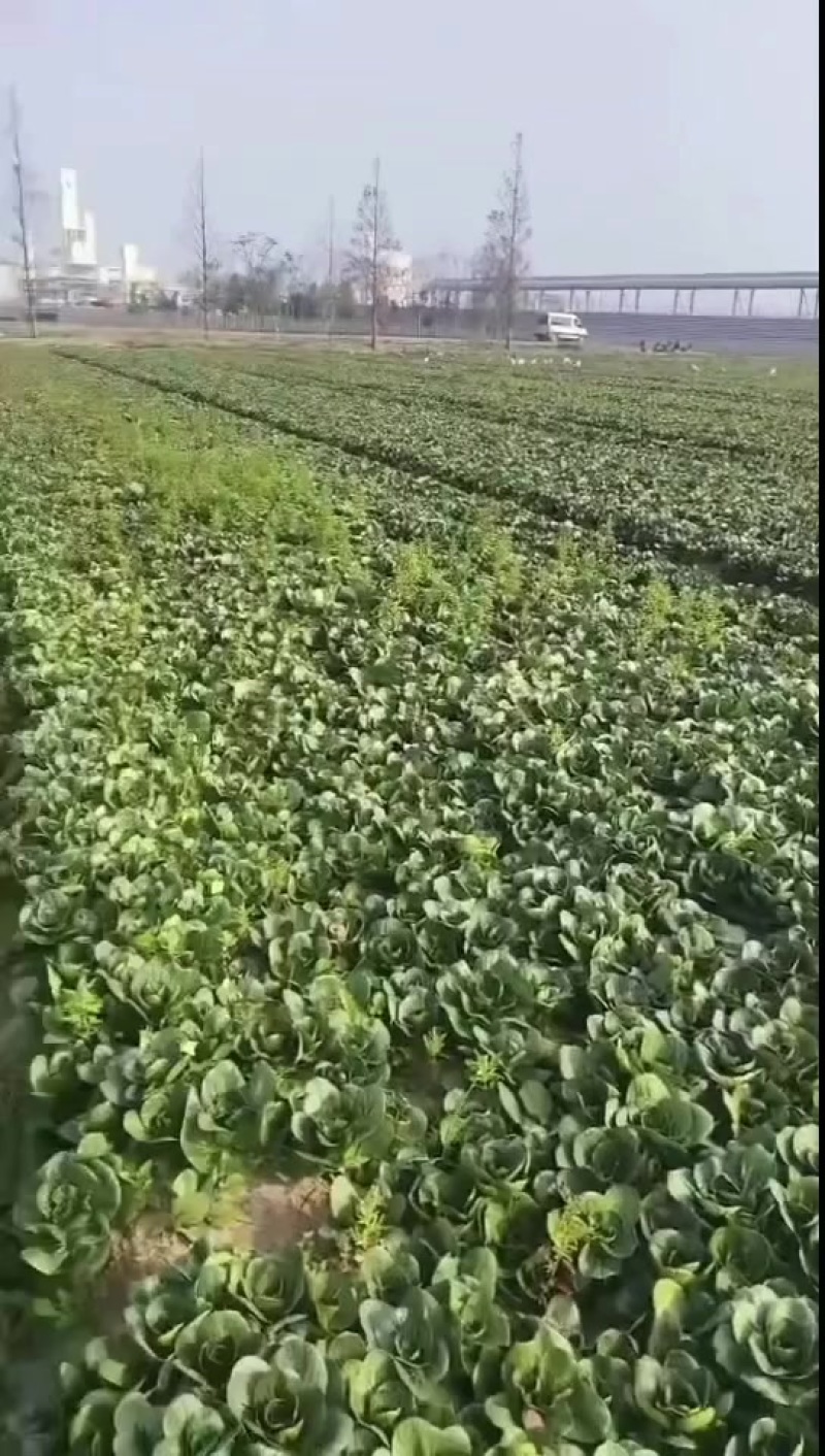 上海青精品矮脚青