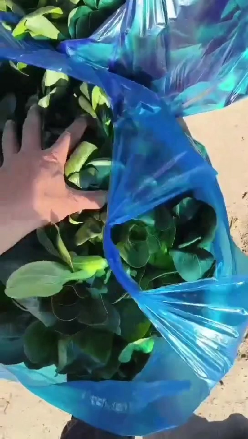上海青精品矮脚青