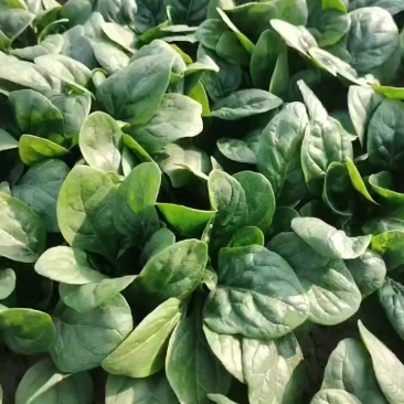 趴地小菠菜