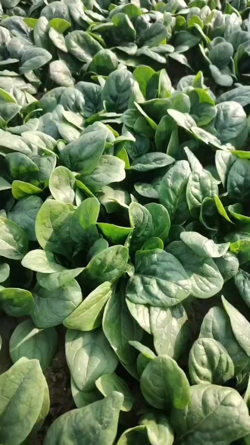 趴地小菠菜