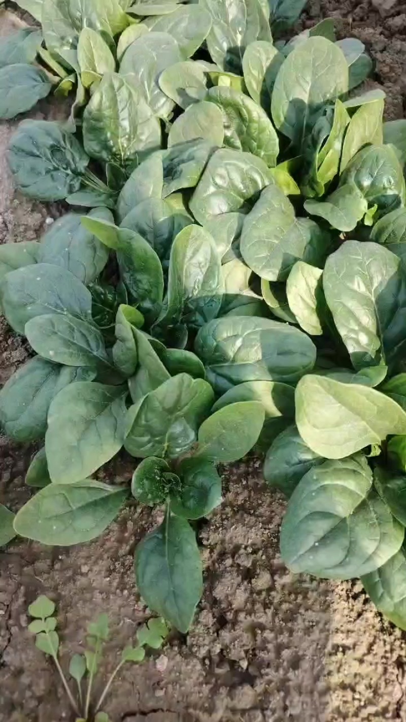趴地小菠菜