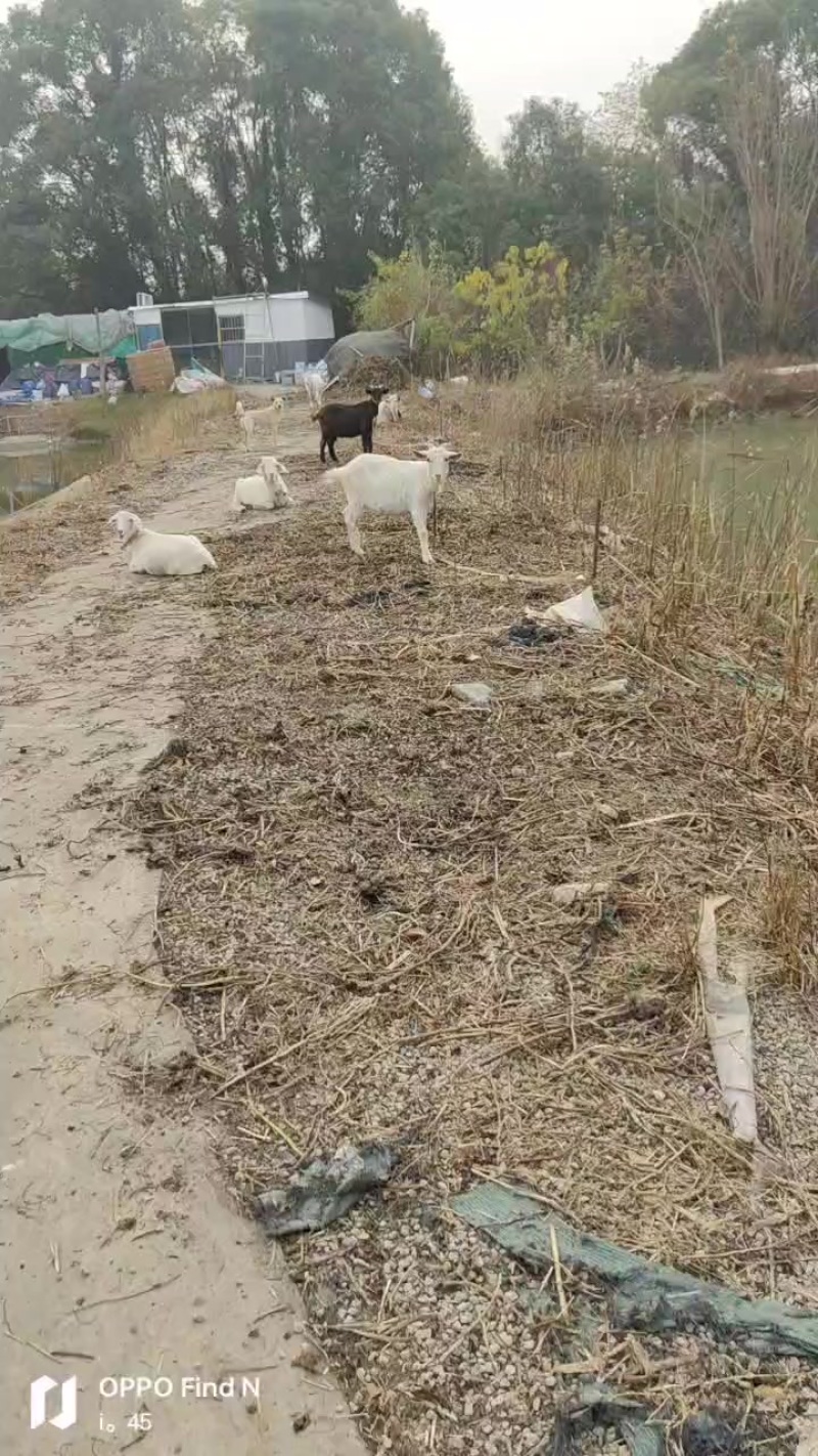 羊
