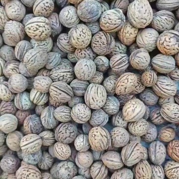 桃核