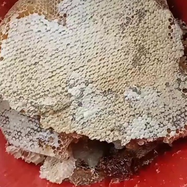 土蜂蜜