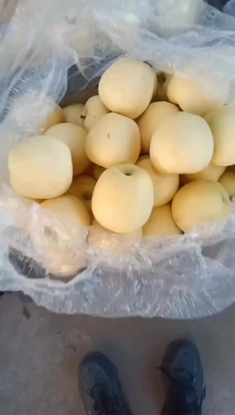 秦皇岛抚宁区周副果业黄元帅纸袋货源产地