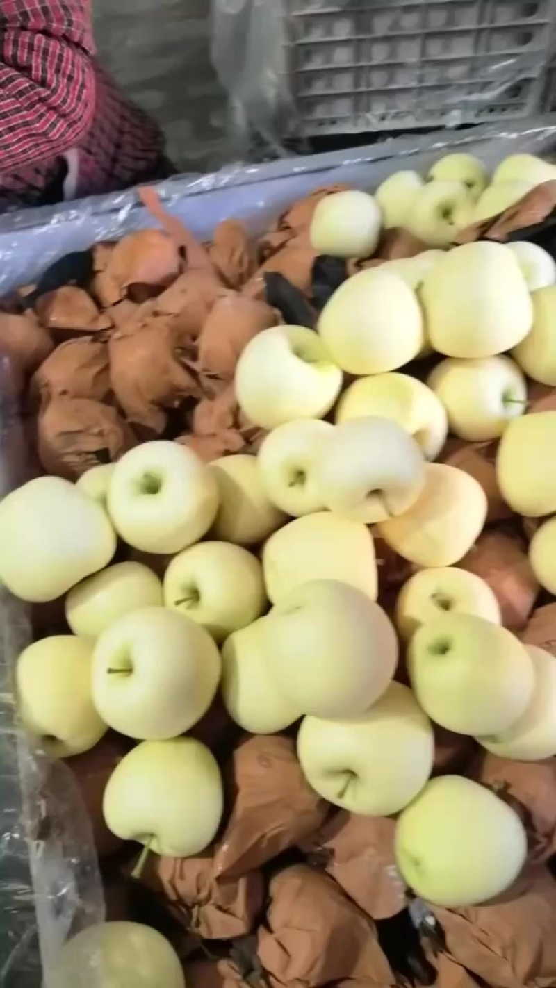 秦皇岛抚宁区周副果业黄元帅纸袋货源产地
