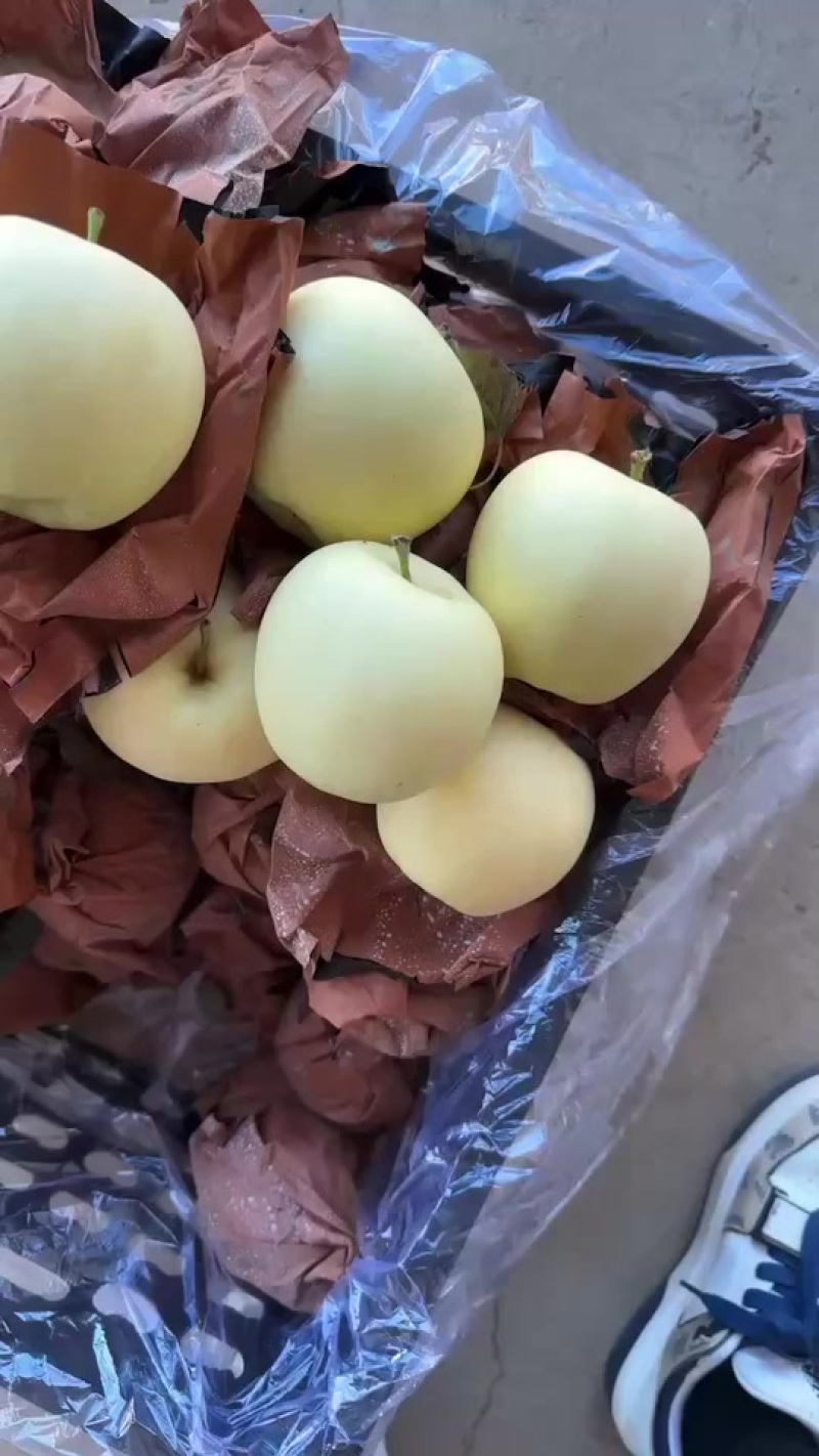 秦皇岛抚宁区周副果业黄元帅纸袋货源产地