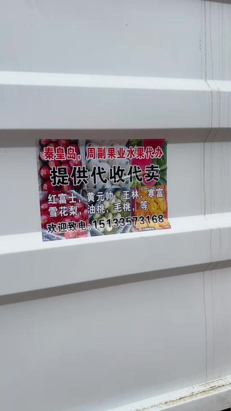 秦皇岛抚宁区周副果业黄元帅纸袋货源产地