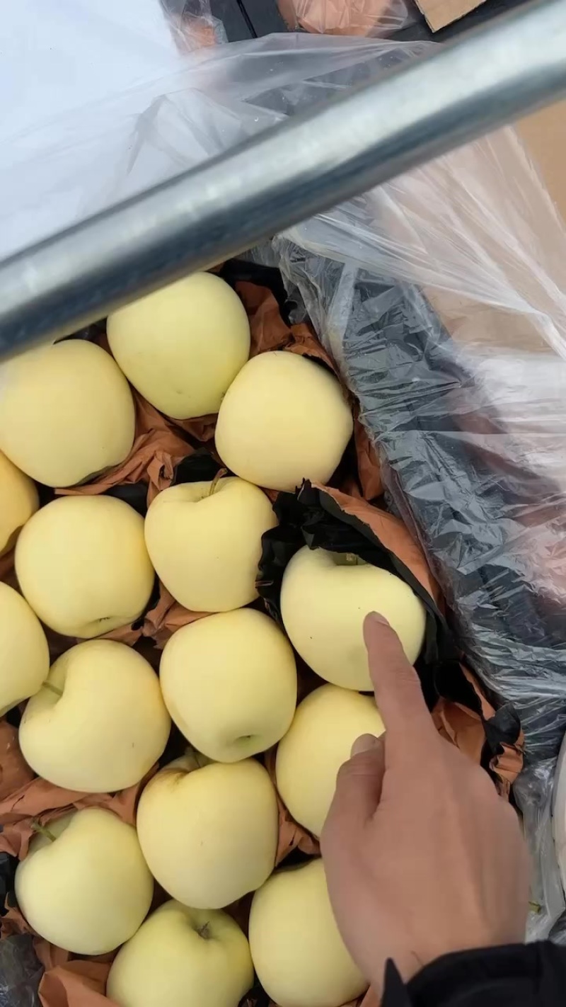 秦皇岛抚宁区周副果业黄元帅纸袋货源产地