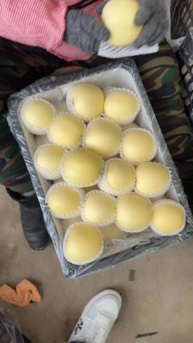 秦皇岛抚宁区周副果业黄元帅纸袋货源产地